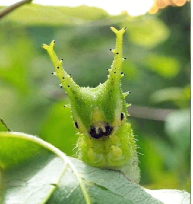 Что за зайка эта гусеница будущей бабочки японский император?