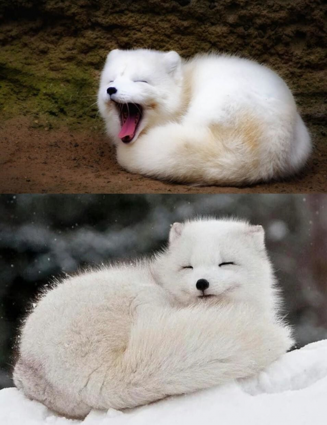 Жизнерадостный хищник