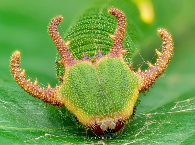 Хвостатый император - будущая симпатичная австралийская бабочка