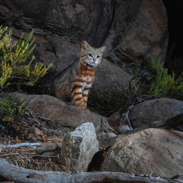 Осторожный симпатяга колоколо - пампасская кошка