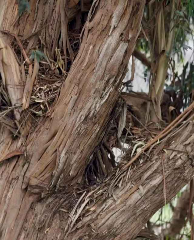 Вы видите рогатую сову? А она есть