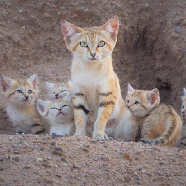 Песчаная семейка