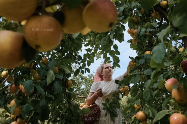 Село Тимановка в Тульчинском районе Винницкой области. Сбор яблок в саду сельхозартели имени Александра Суворова. Украинская ССР, 1969 год.