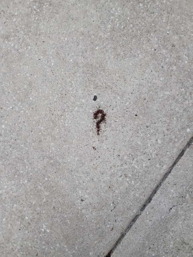 Вопрошающие муравьи