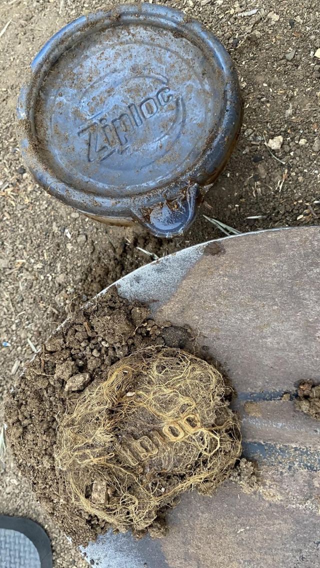 Корни-писатели