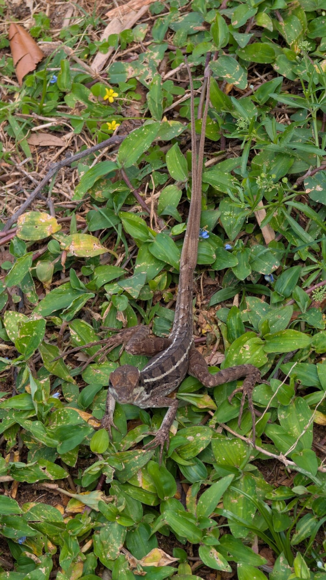 Хвост не лишний, а запасной