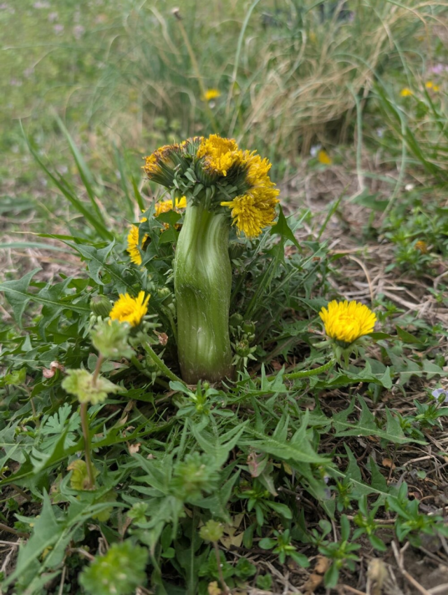 Король одуванчиков