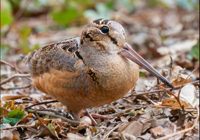 Редкая птица появилась в центре Нью-Йорка
