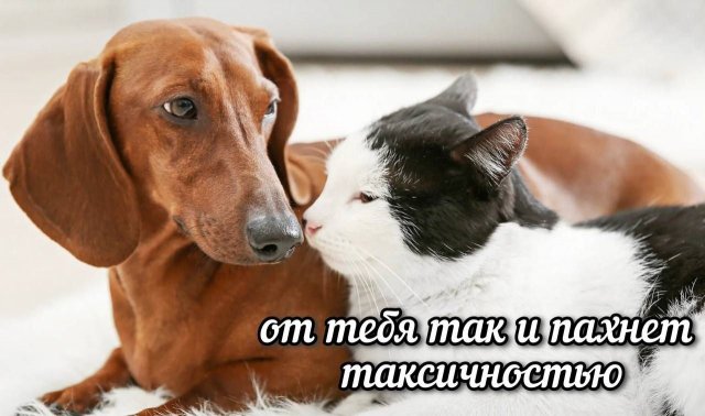 Смешные мемы - 07.04.2026