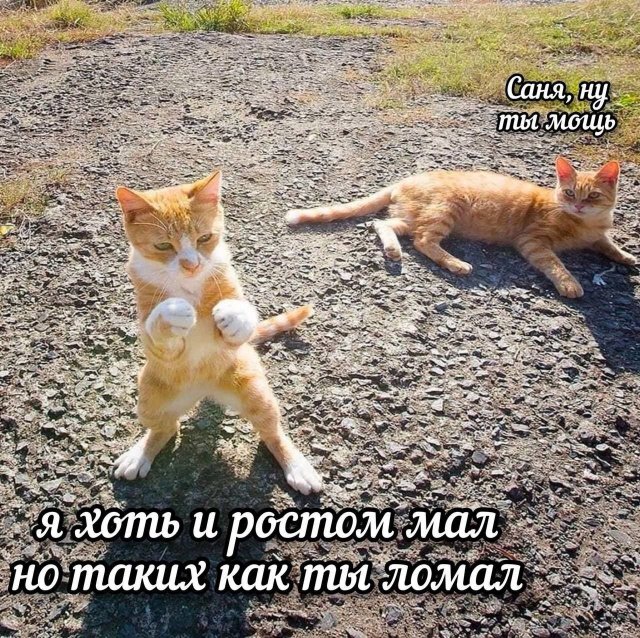 Смешные мемы - 07.04.2026
