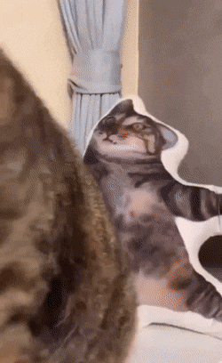 Подборка гифок -  07.04.2026