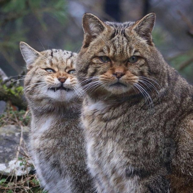 Знакомьтесь, европейские дикие кошки