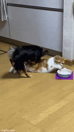 Подборка гифок -  07.04.2026