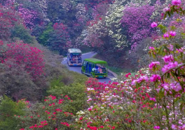 Цветочное море Гуйчжоу