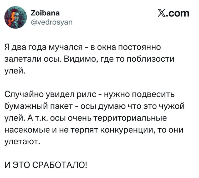 Летний лайфхак: как избавиться от ос в доме