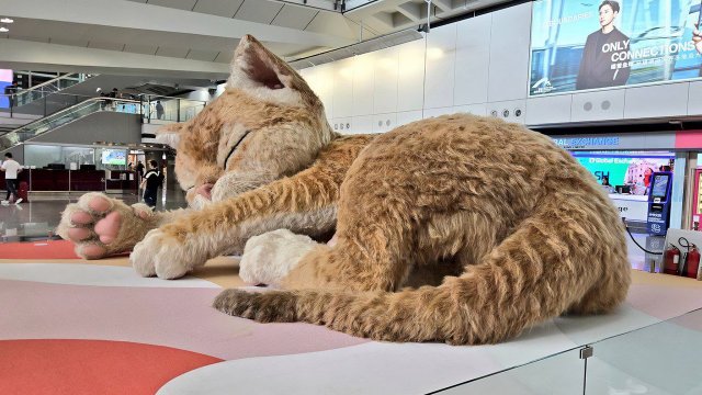 В терминале аэропорта Гонконга появился огромный рыжий кот