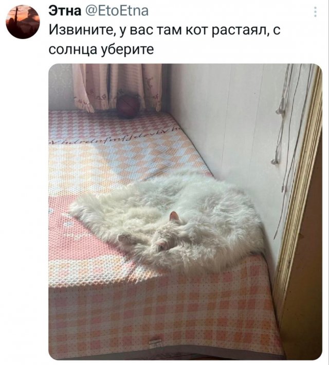 Подборка забавных твитов обо всем
