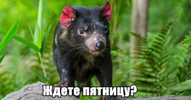 Трынделка - 15.04.2026