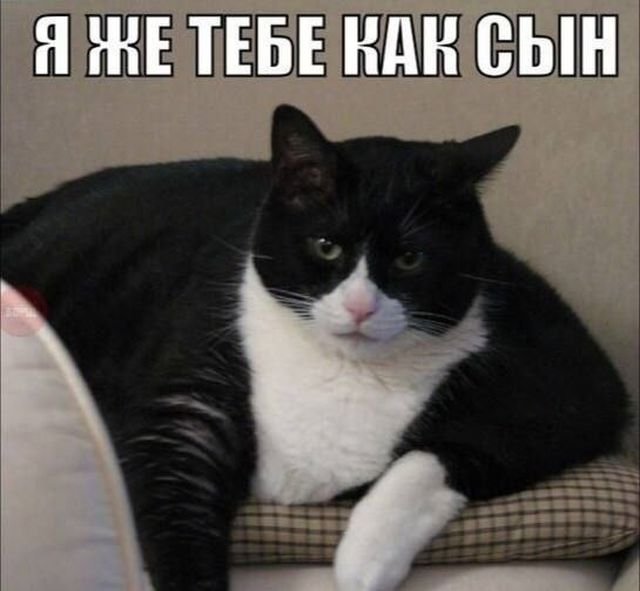 Учёные: ДНК человека и кошки совпадает на 90%