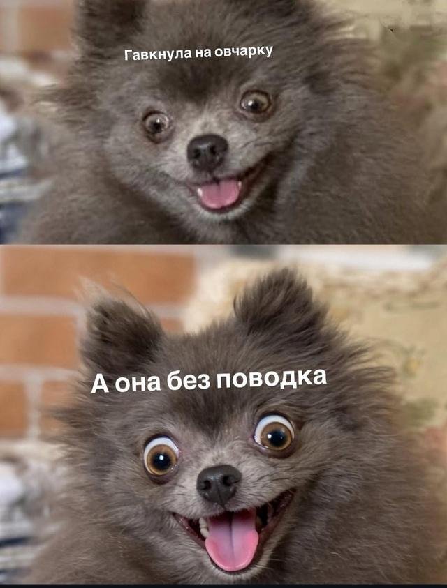 Лучшие шутки и мемы про собак