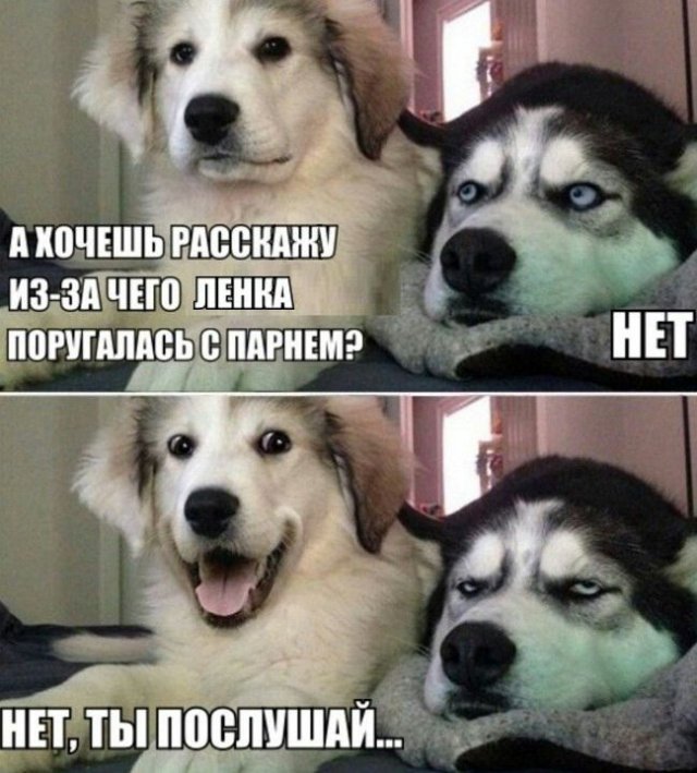 Лучшие шутки и мемы про собак