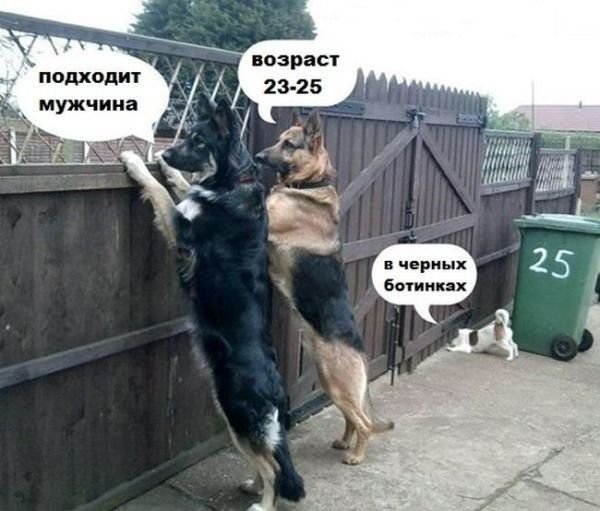 Лучшие шутки и мемы про собак