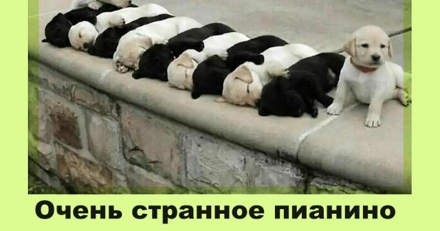 Лучшие шутки и мемы про собак
