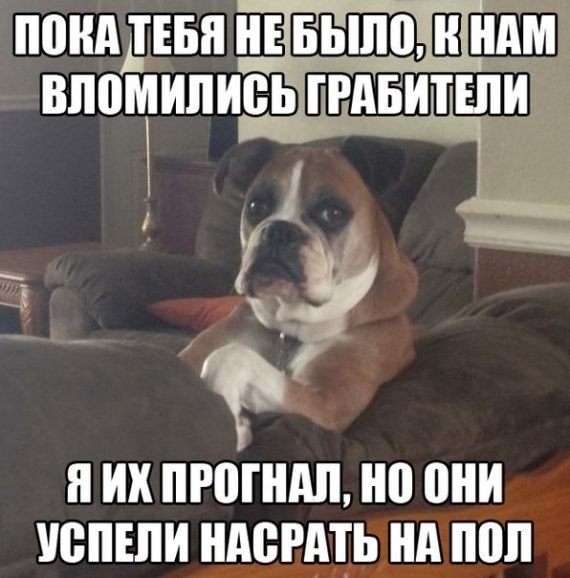 Лучшие шутки и мемы про собак