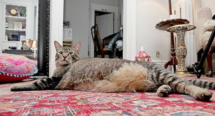 Котозавр Рекс - гигантский домашний кот (10 фото)