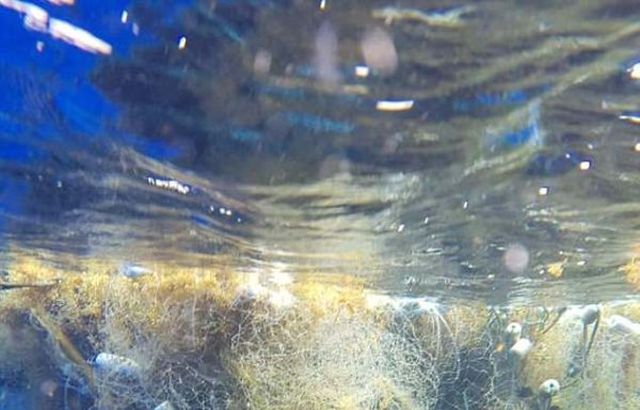 Дайвер обнаружил потерянную рыболовную сеть, погубившую десятки животных (4 фото)