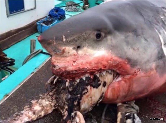 Рыбак из Японии опубликовал фото гигантской белой акулы (3 фото)