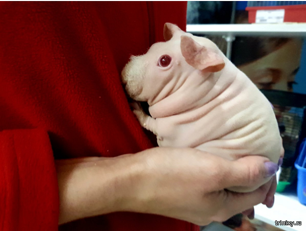 Оптимизма пост. Даже морская свинка альбинос заслуживает любви (5 фото)