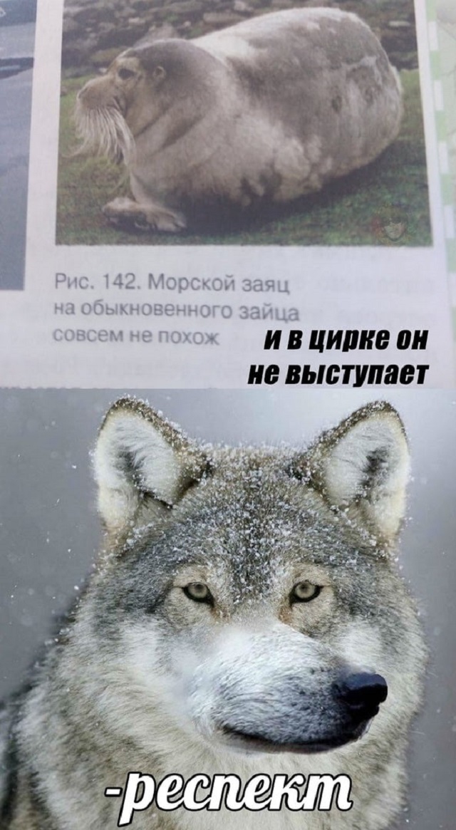 "Пацанская народная мудрость" и цитаты про волков (35 картинок)