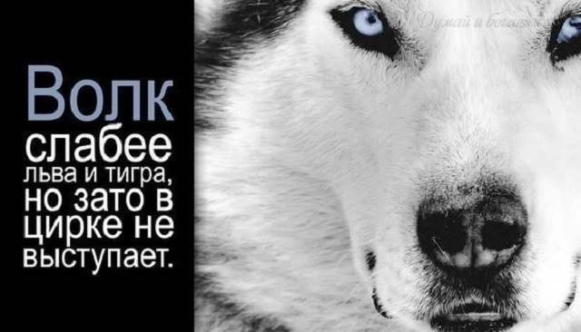 Устойчивые словосочетания о волке