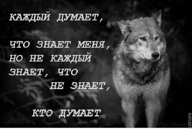 "Пацанская народная мудрость" и цитаты про волков (35 картинок)