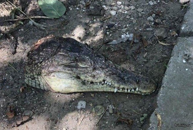 В Симферополе нашли 2 отрезанные головы крокодилов (5 фото)