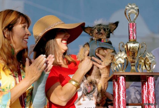 В США прошел конкурс «Самая уродливая собака» (13 фото)