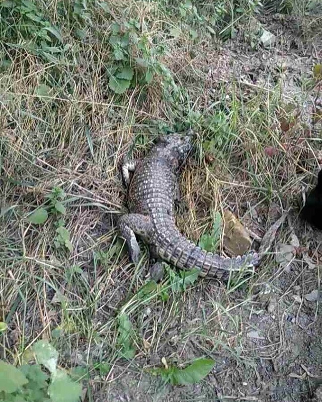 В Симферополе снова нашли крокодила. На этот раз возле школы