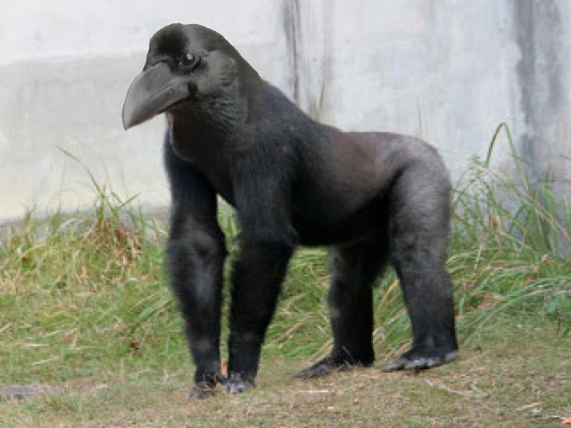 "Ворона-горилла" - новый странный мем из Японии (8 картинок + видео)