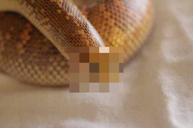 Самая забавная змея (7 фото)