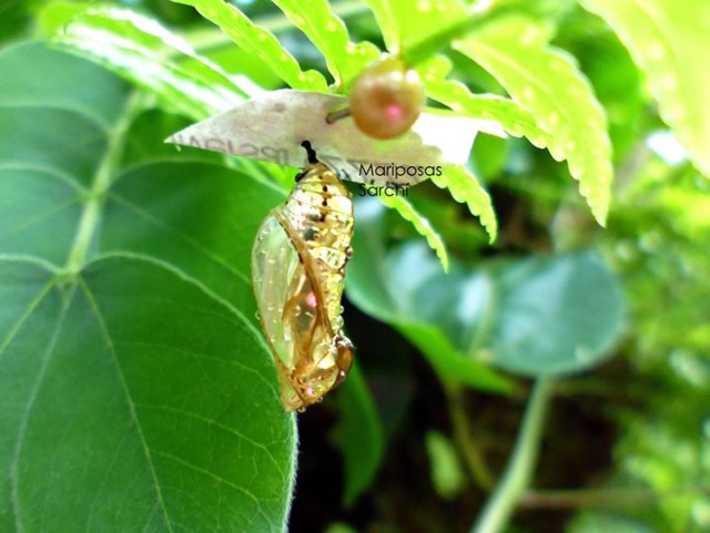Золотые куколки южноамериканской бабочки (6 фото)