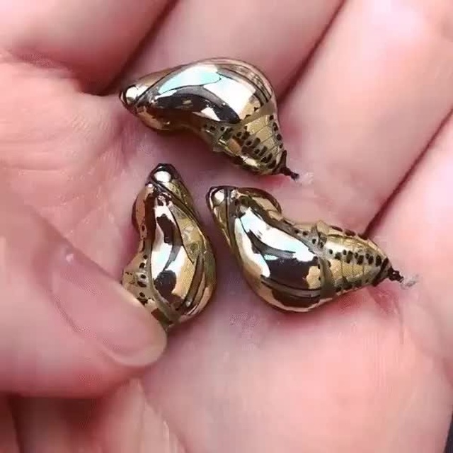 Золотые куколки южноамериканской бабочки (6 фото)