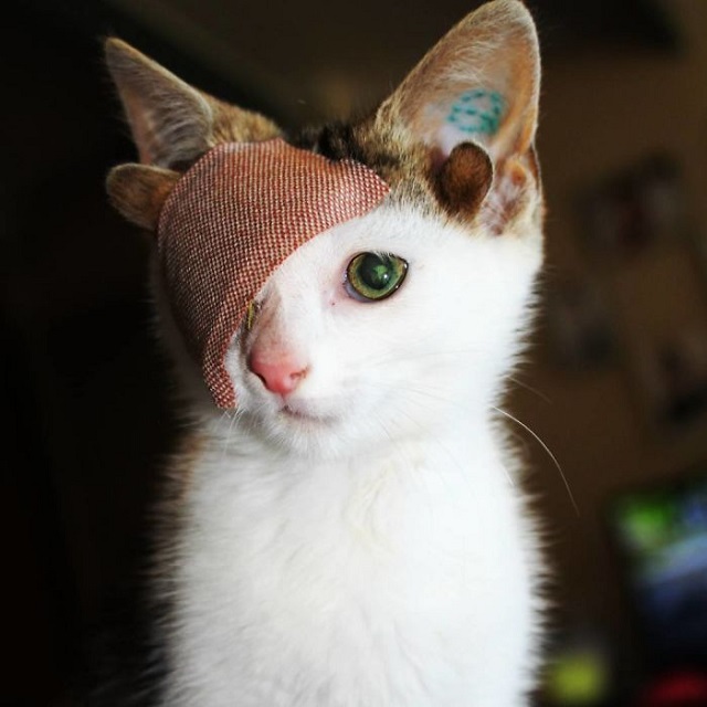 Четырехухий котенок покорил сердца работников приюта (10 фото)