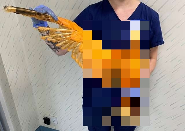 Что это за оранжевая птица? (4 фото)