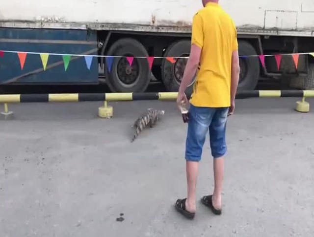 В Новосибирске сбежал крокодил