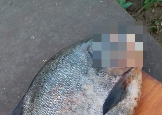 В Омске поймали странную рыбу (3 фото)