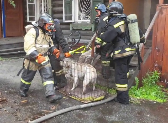 В Томске из пожара спасли животных (3 фото + видео)