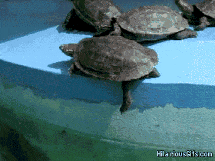 Опасные, добрые и милые черепахи (16 гифок)