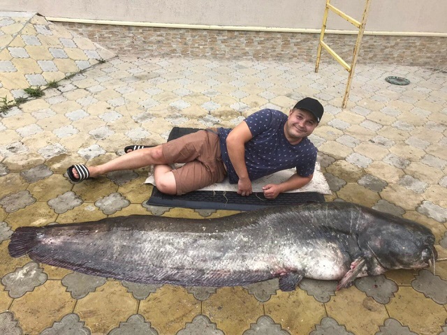 Рыбаки выловили на Волге 90-килограммового сома-великана (фото + видео)