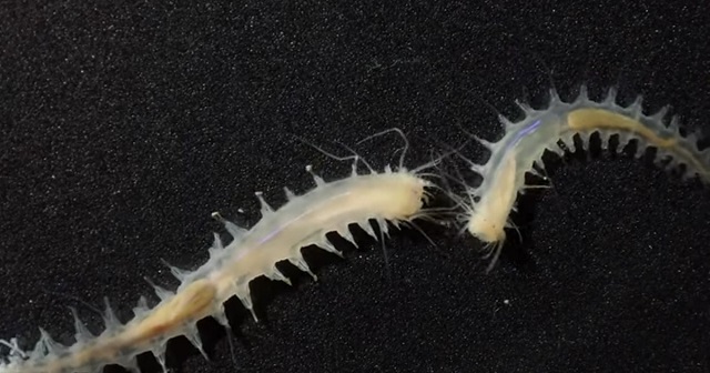 Ученые открыли вид морского червя, который может кричать как "кит"